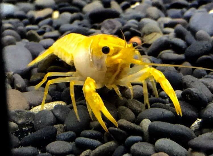 Gold King Lobster