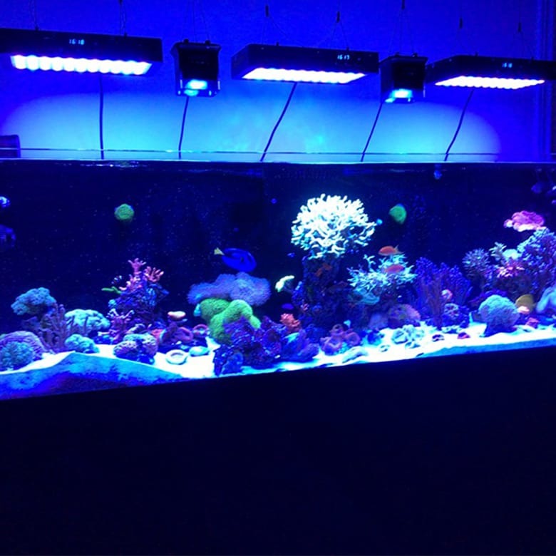 Prostar Rimless Aquariums - Aquatic Sealife Store