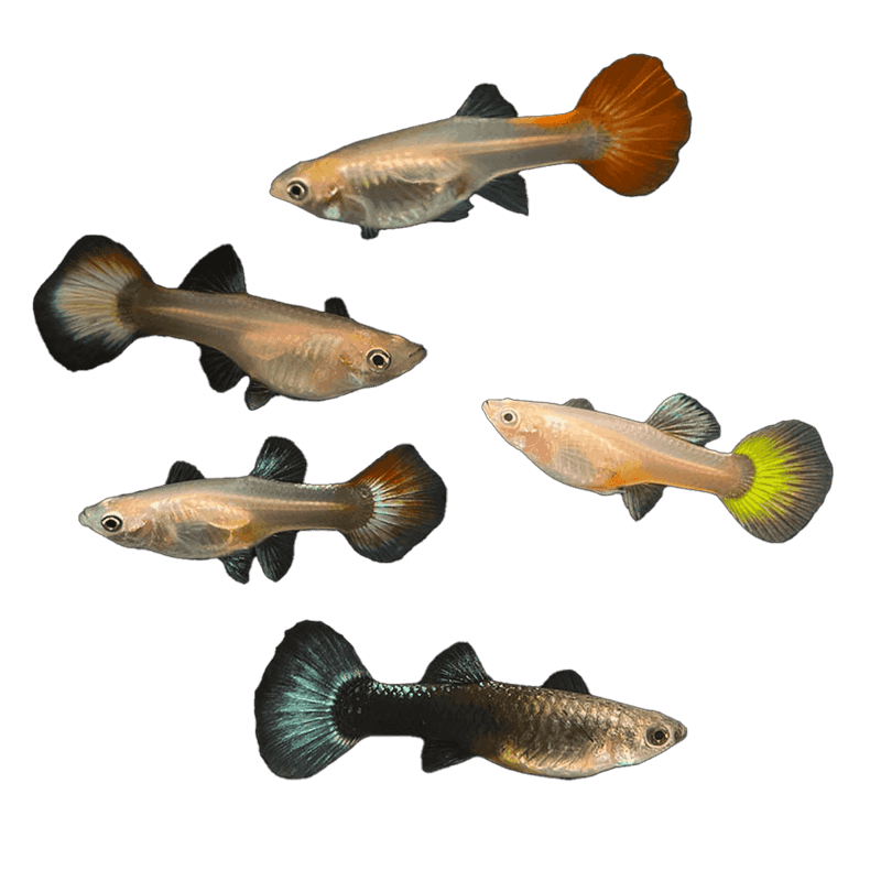 Assorted Guppy Group Female