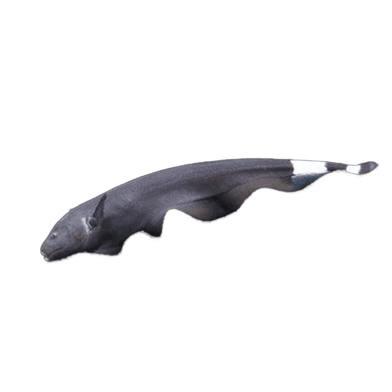 Black Ghost Knifefish