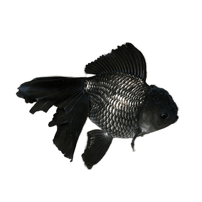 Black Oranda Goldfish