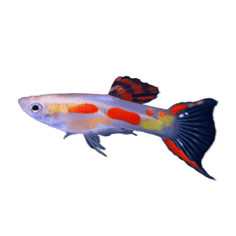Calico Red Eye Endler Guppy Group Male