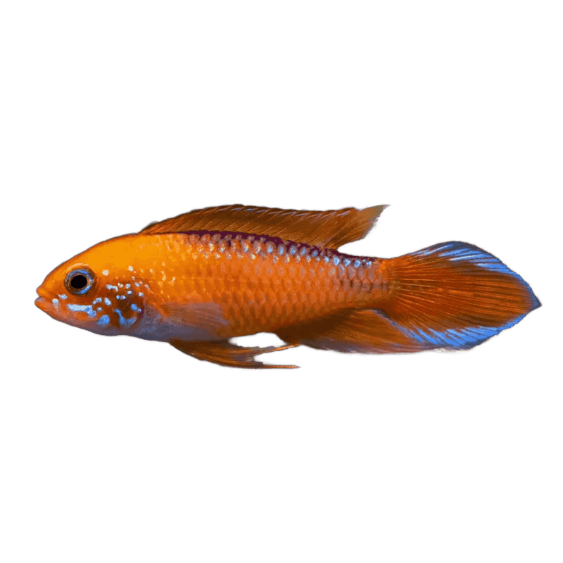 Dwarf Agassizii Flame Red