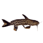 Dwarf Petricola Synodontis Catfish