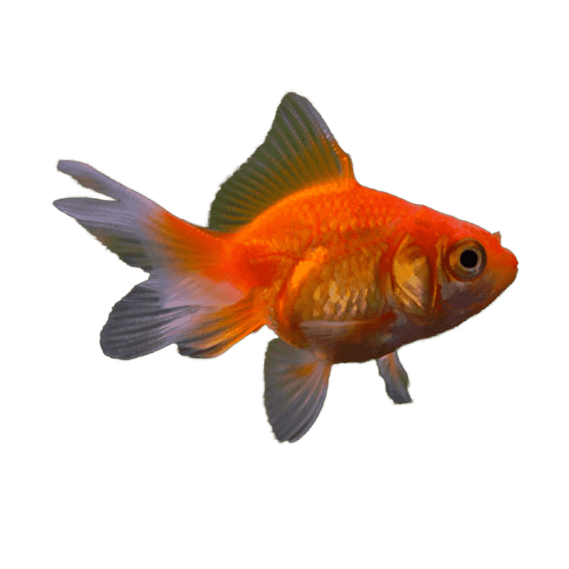 Fancy Goldfish Pack
