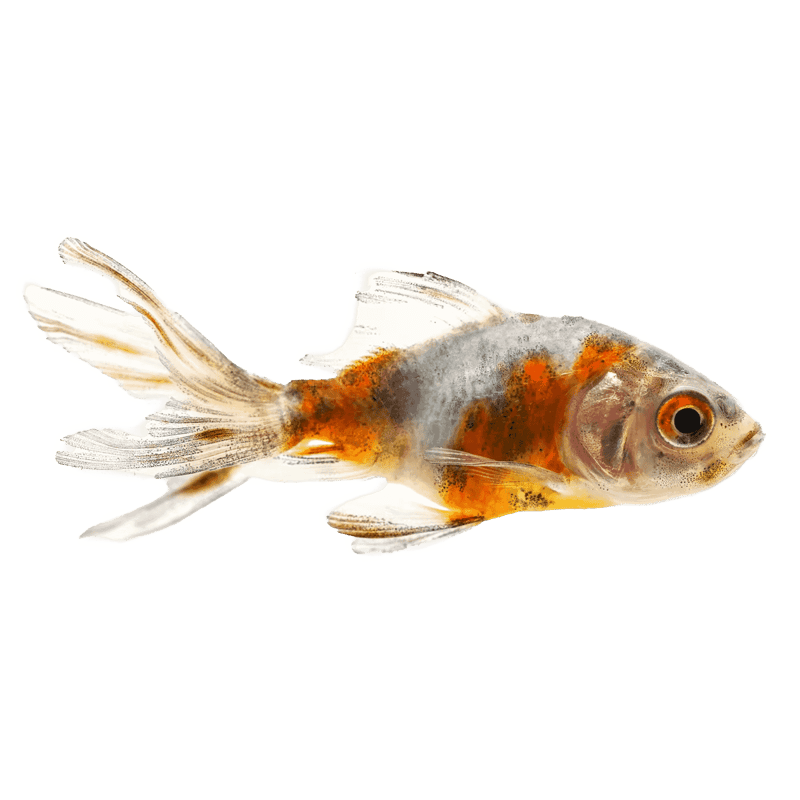 Fantail Goldfish Calico