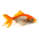 Fantail Goldfish Red