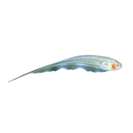 Glass Knifefish