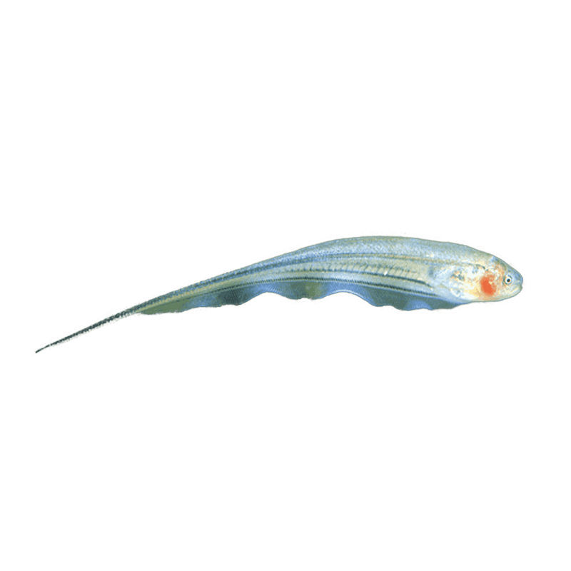 Glass Knifefish