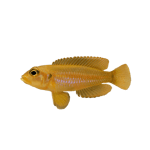 Gold Ocellatus Cichlid