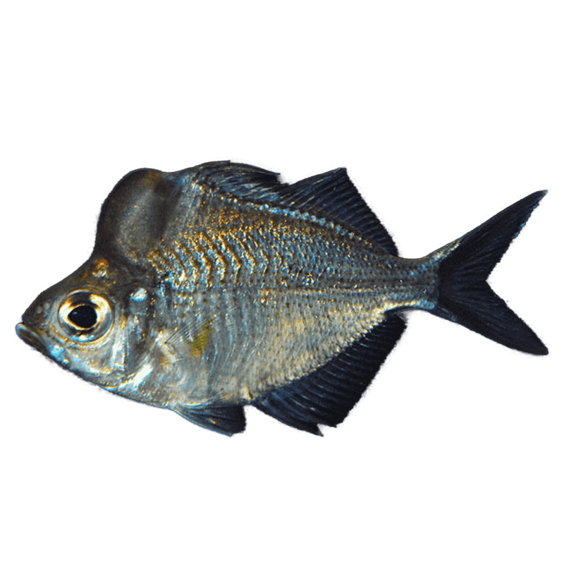 Humphead Glassfish