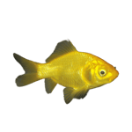 Lemon Gold Comet Goldfish