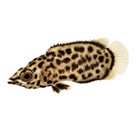 Leopard Ctenopoma Captive Bred