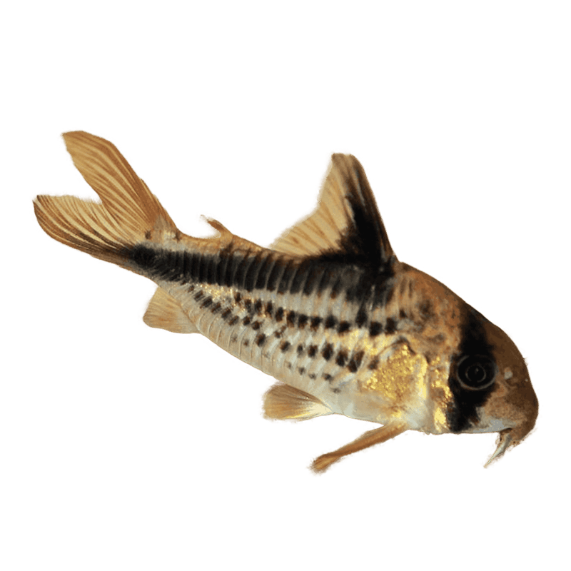 Loxozonus Catfish