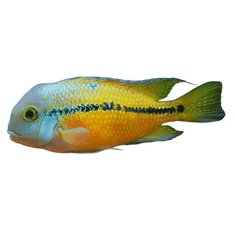 Macaw Nicaraguense Cichlid