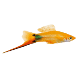 Marigold Mickey Mouse Swordtail