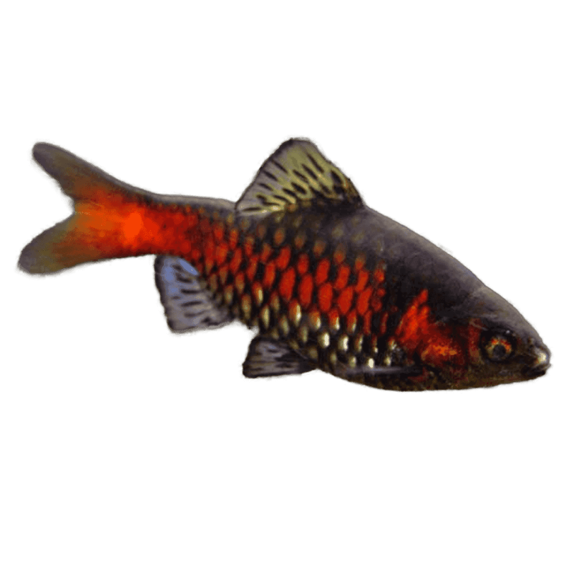 Odessa Barb Group