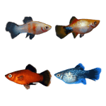 Premium AHA Plant Safe Freshwater Fish Pack