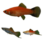 Premium BOOMER Plant Safe Freshwater Fish Pack