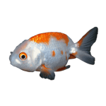 Ranchu-Goldfish-Red-White
