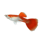 Red Blonde Tuxedo Guppy Group Male