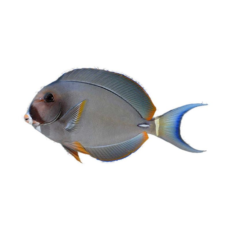 Pale Surgeonfish Acanthurus Leucocheilus