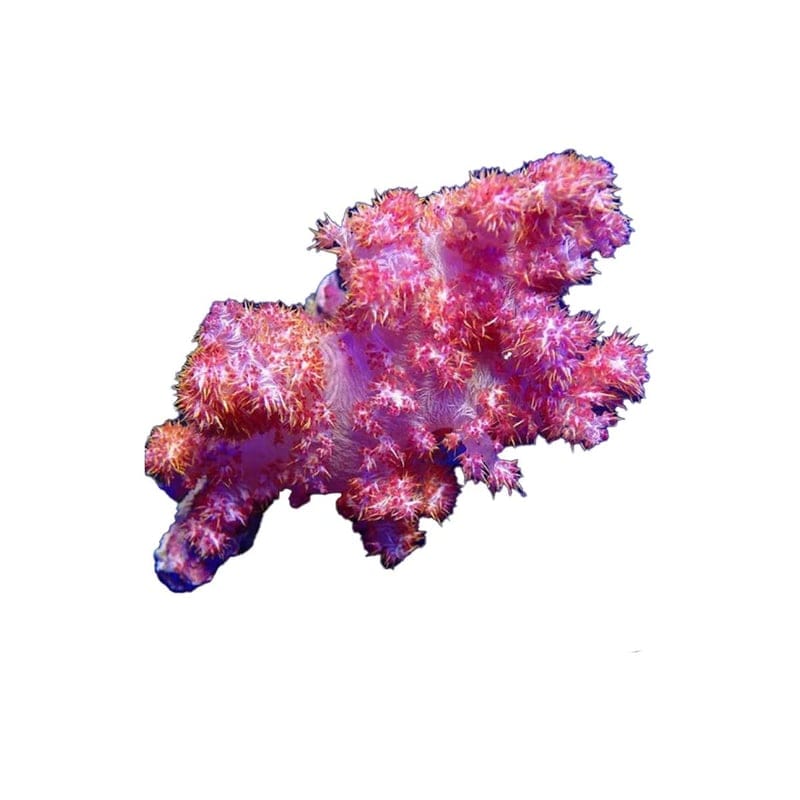 RedOrange Carnation Soft Coral Dendronephthya Divaricat on Scleractinia