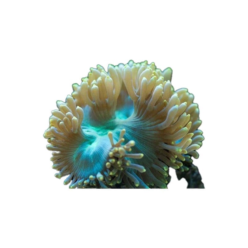 YellowOrange Tip Elegance CoralCatalaphyllia jardinei