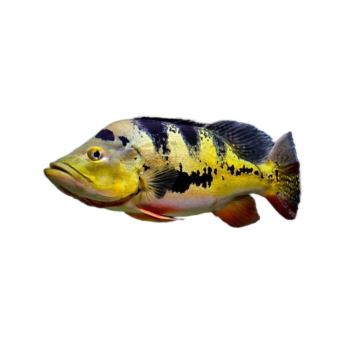 Monoculus Peacock Bass (Cichla Monoculus) - Aquatic Sealife Store