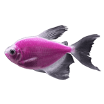 GloFish® Galactic Purple® Longfin Tetra