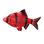 GloFish® Starfire Red® Barb