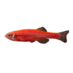 GloFish® Starfire Red® Danio