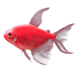 GloFish® Starfire Red® Longfin Tetra