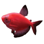 GloFish® Starfire Red® Tetra