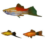 Premium SELTZER Plant Safe Freshwater Fish Pack