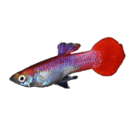 Red Coral Guppy Male