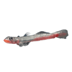 Red Lips Goby