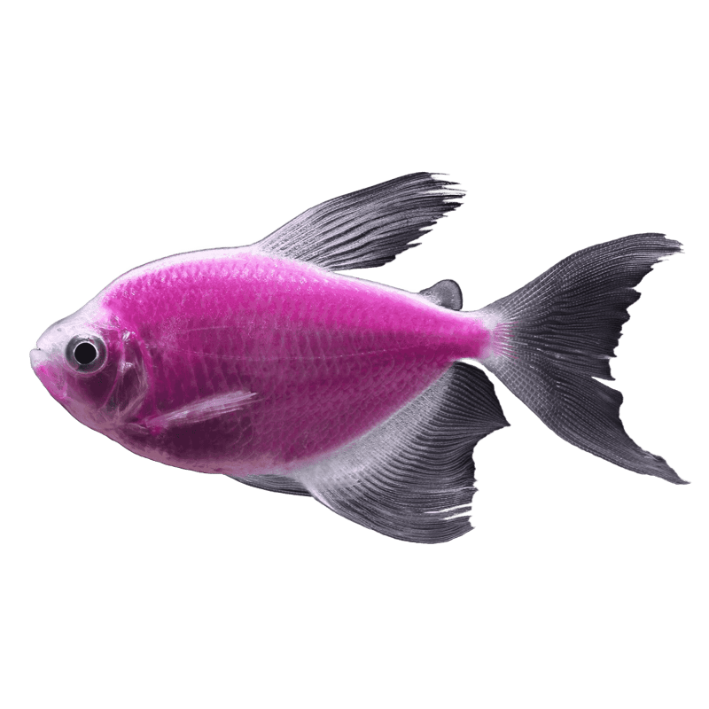 GloFish® Galactic Purple® Longfin Tetra