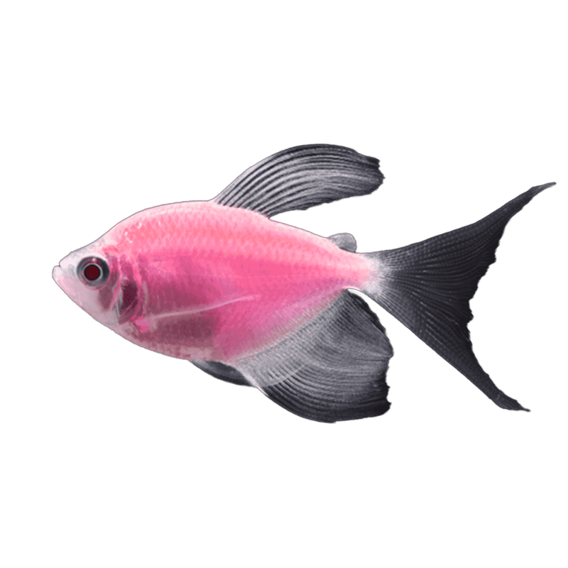 GloFish® Moonrise Pink® Longfin Tetra
