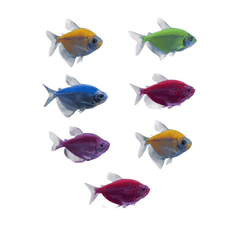 GloFish® Tetra Packs