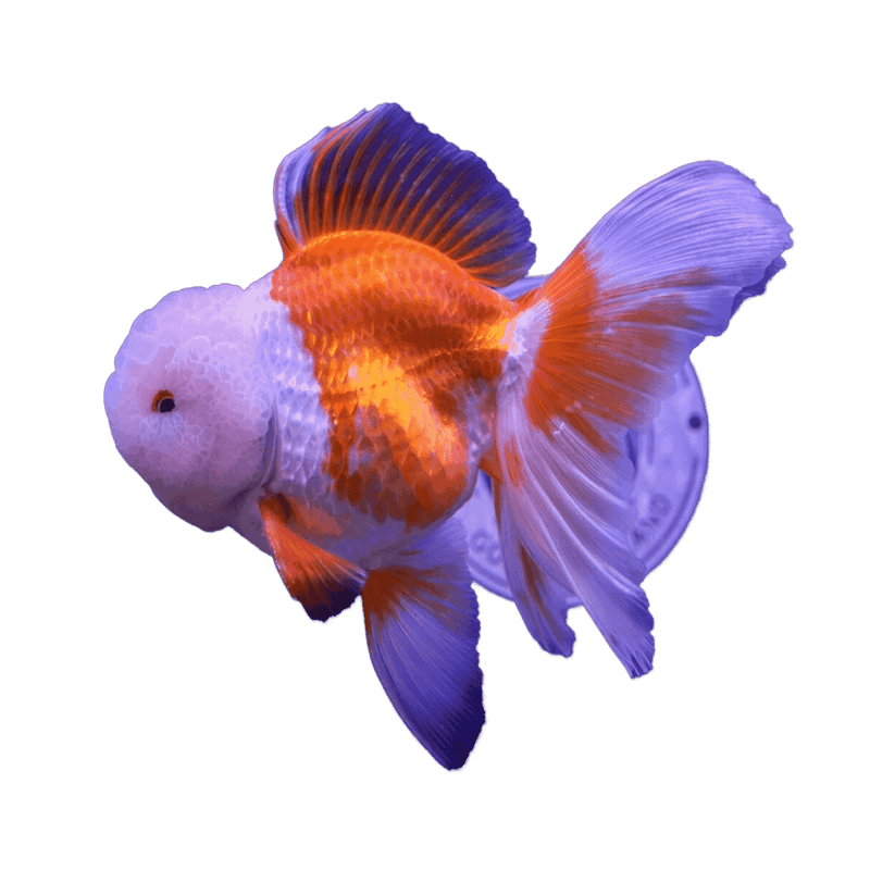 Oranda Goldfish Assorted